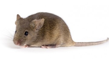 Src: Jax.org/agouti laboratory mouse, F1 Hybrid