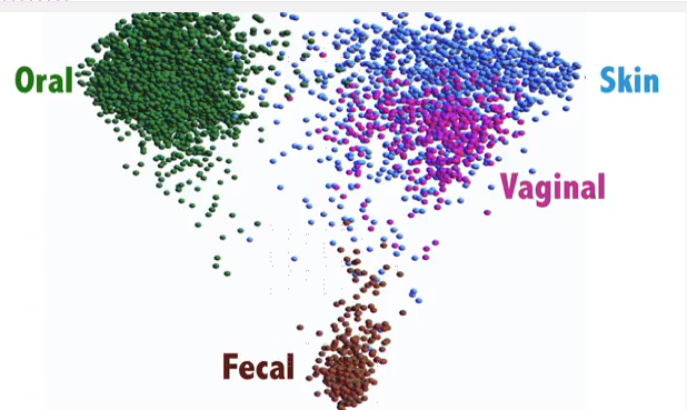 Different Microbe Communities in the Body