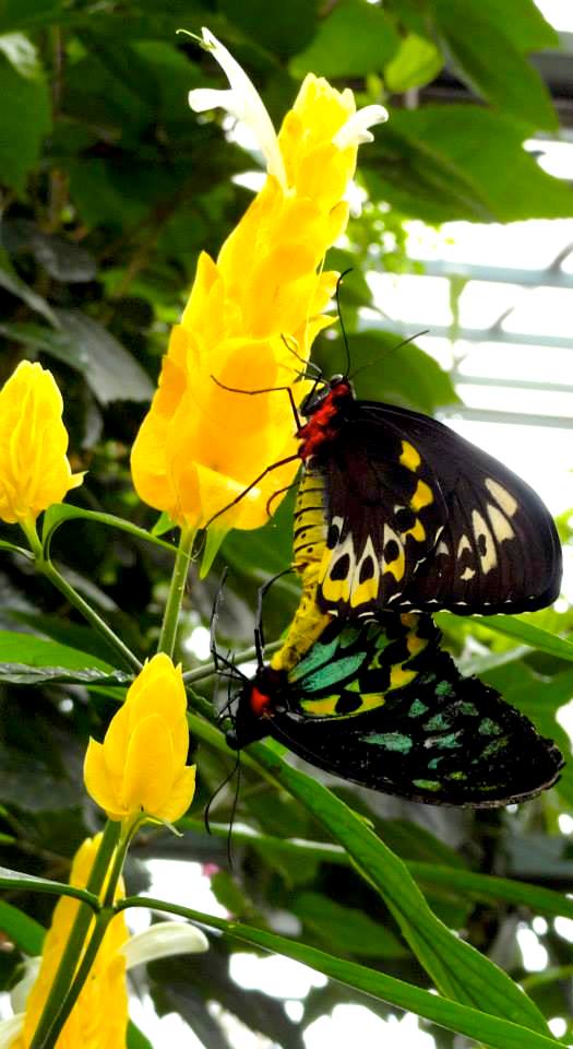 Spring Flower and Butterflies