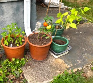 My Veggie Garden