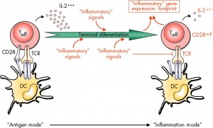 TNF and Inflammation